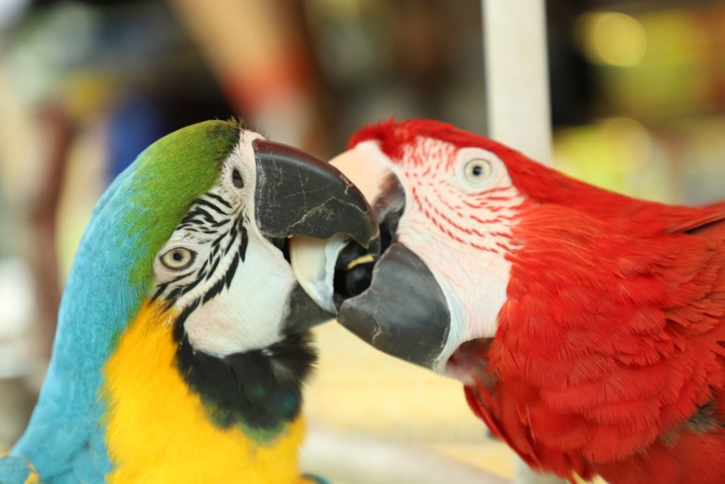 Photo Playful flirtation