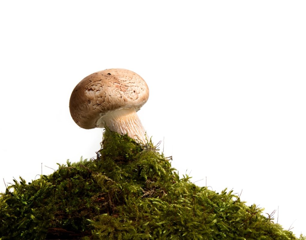 Photo Fungus Spores