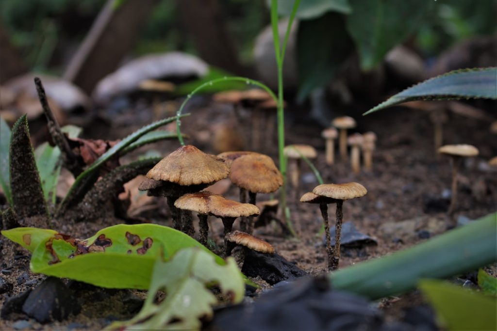 Photo Fungus Spores